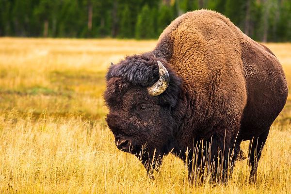 Bishop, Russ 아티스트의 Bison-Yellowstone National Park-Wyoming-USA작품입니다.